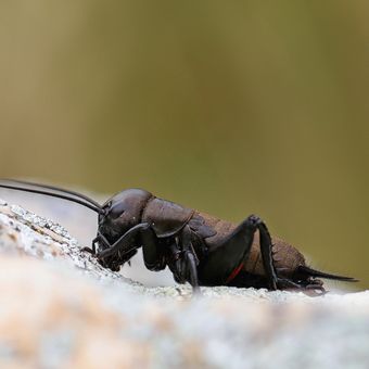 Cvrček polní (Gryllus campestris)