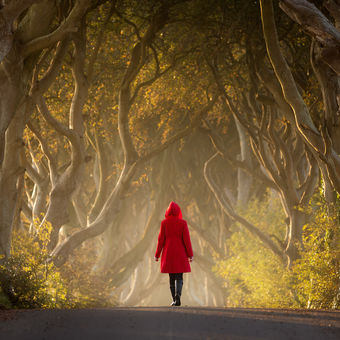 The Dark Red Hedges