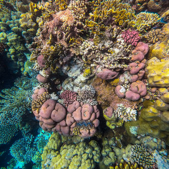 Barvy korálového útesu