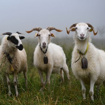 Gruň - valašské ovce