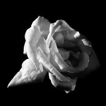 Růže černobílá