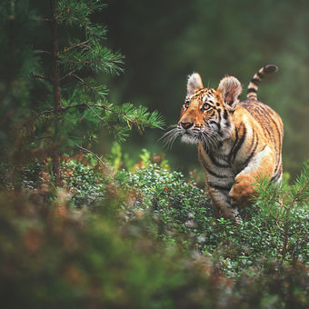 Tygr ussurijský