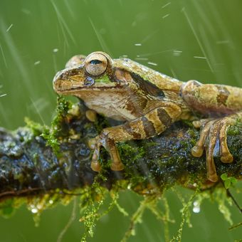 Smiliska zavalitá (Smilisca baudinii) Common Mexican Tree Frog