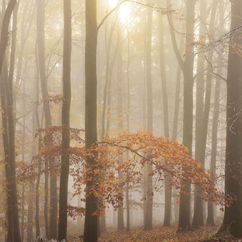 Podzim v bukovém lese ...