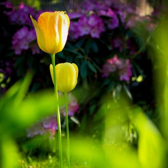 Poslední tulipány