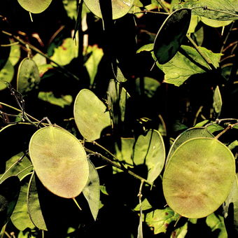Mesačnica ročná (Lunaria annua)