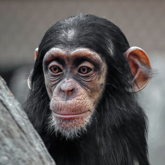 šimpanz hornoguinejský