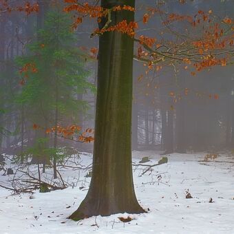 Zimní barvy lesa