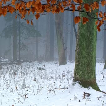 Zima v lese