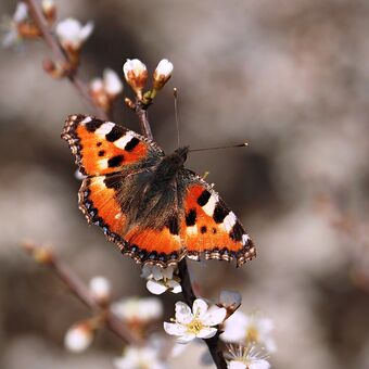 Jarní motýlek...