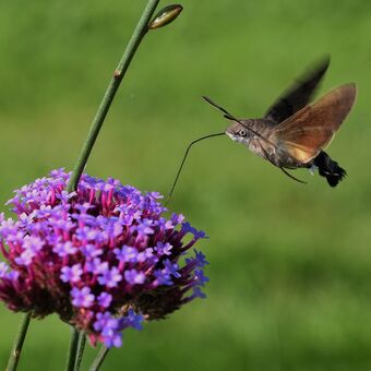 Dlouhozobka svízelová: motýlí kolibřík