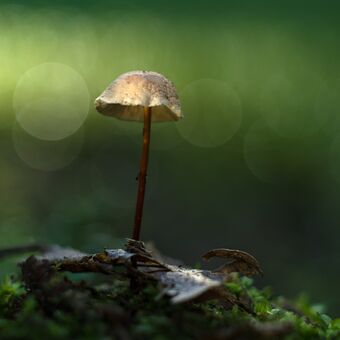 Jsem houba lesní