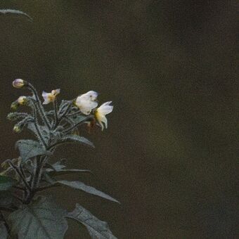 Lilek černý (Solanum nigrum)