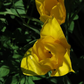 Tulipány, variace I.