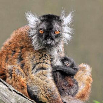 lemur tmavý