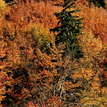 barevný podzim
