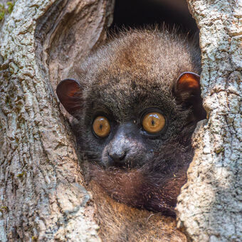 Madagaskar - Lemur malozubý