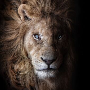 Lev jihoafrický bílý