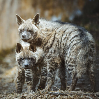 Hyena žíhaná (Hyaena hyaena)