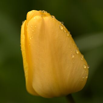 Orosený tulipán