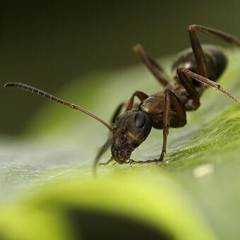 Mravenec na listu
