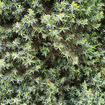 Malý obrazový atlas rostlin: Jalovec šupinatý