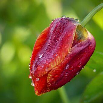Ledový tulipán....