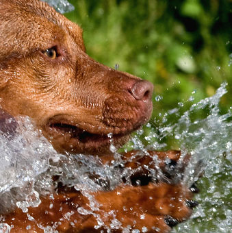 Psi milují vodu