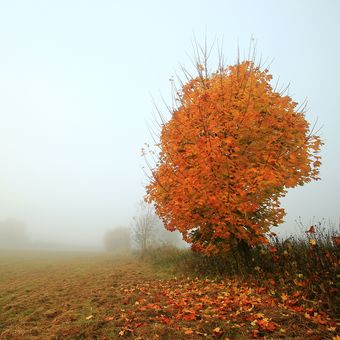 Podzimní ráno v mlze