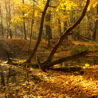 Lužní les XXXI - Přírodní rezervace Rezavka