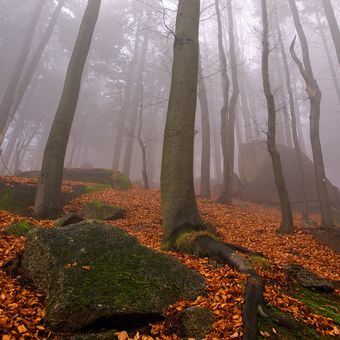 Mlhavým lesem