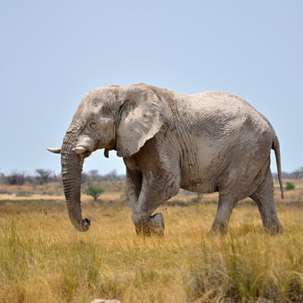 slon NP Etosha Namibie