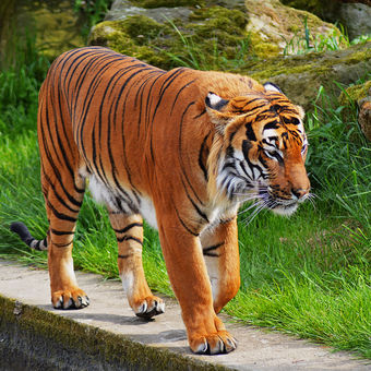 Divoký tygr