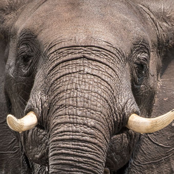 Slon z NP Chobe