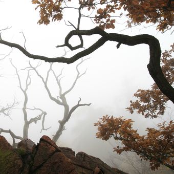 Mlha v Krušných horách