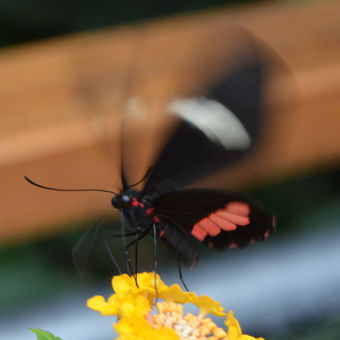 motýlek z blízka