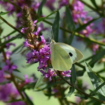 Bílý motýl na fialovém květu