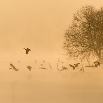 mlhavé ráno nad rybníkem Rožmberk