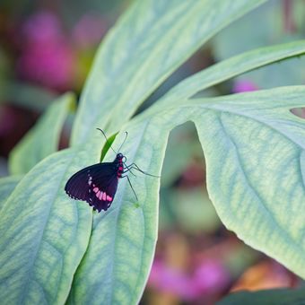 otakárek (Papilio anchisades)