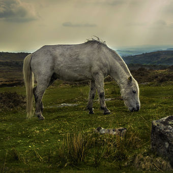 Národní park Dartmoor - Divoký kůň