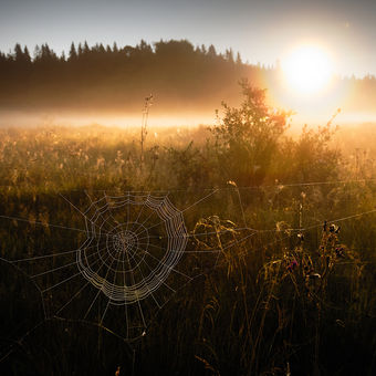Šumava - Pavučina v ranním světle