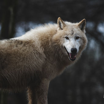 Vlk arktický vyhlídl kořist
