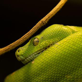 Krajta zelená/Green tree python (Morelia viridis)
