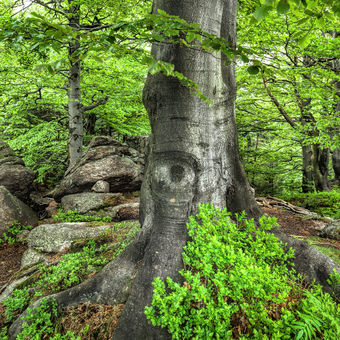 Jarní Jizerky - "Oko lesa"