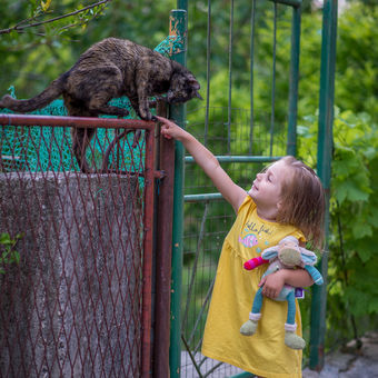 Setkání s chorvatskou kočkou