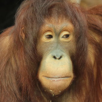 orangutan bornejský (Pongo pygmaeus pygmaeus)