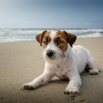 Plážový pes