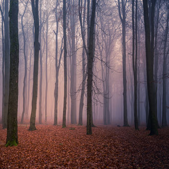 Podzimní les v mlze