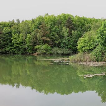 Černovický rybník