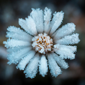 Ledový květ